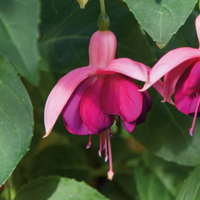 Marshalls Garden Fuchsia Hardy Garden News 3 X 9Cm from B&Q