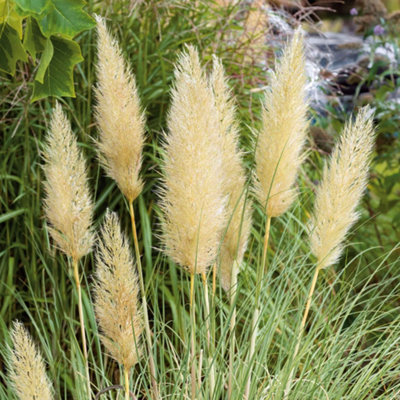 Marshalls Garden Cortaderia Selloana 'tiny Pampa'Dwarf Pampas GrassCream PlumesCompactHardy3 X 9Cm from B&Q
