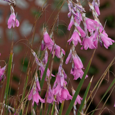 Marshalls Garden Dierama Pulcherrimum 'wind Cameo' Hardy Pink Trumpet Perennial 0.5-1.0M 3 X 9Cm Plants from B&Q