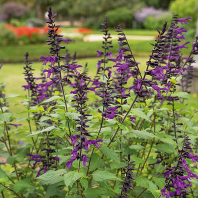 B&Q -  Salvia 'amistad'Hardy Perennial Flowering PlantDeep Velvety Purple Blooms9Cm