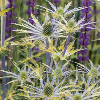 Marshalls Garden Eryngium 'neptune Gold'Hardy Perennial Sea Holly With Gold-Tipped Electric-Blue FlowersPack Of 3 from B&Q