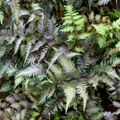 Marshalls Garden Athyrium Niponicum 'niponicum Metallicum'Hardy Silvery Japanese Painted Fern 3 X 9Cm Plants from B&Q