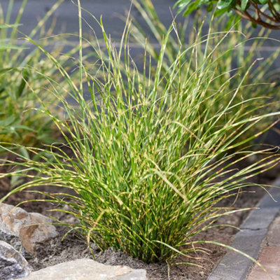 Marshalls Garden Miscanthus 'little Tiger'Dwarf Ornamental GrassHardy H4 Perennial For Pots And Borders 3 X 9Cm from B&Q