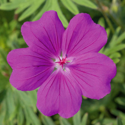 Marshalls Garden Geranium 'tiny Monster' 3 X 9Cm Potted Hardy Flowering Ground Cover from B&Q