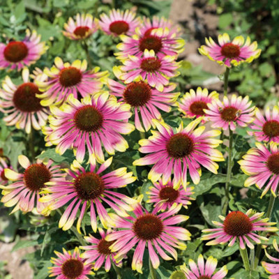 Marshalls Garden Echinacea 'green Twister' 9Cm Pot Perennial Two-Tone Green And Pink Flowers from B&Q
