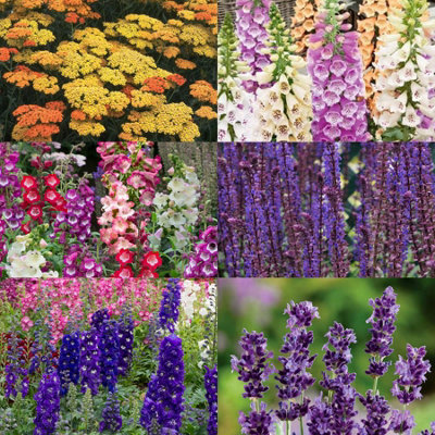 Marshalls Garden Cottage Garden Perennial SelectionPollinator-FriendlyLong-FloweringBritish Grown 9Cm from B&Q
