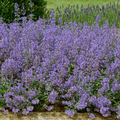 Marshalls Garden Nepeta 'junior Walker'Compact Hardy Scented Perennial For Small Gardens 3 Jumbo Plugs from B&Q