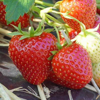 Marshalls Garden Strawberry 'allegro'Early June-July Premium 30 Bare-Root Large Sweet Fruits from B&Q