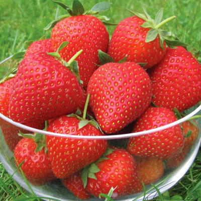 Marshalls Garden Strawberry Plant 'vibrant' Premium 10 Bare-Root Runners Early CroppingMildew And Crown Rot Resistant from B&Q