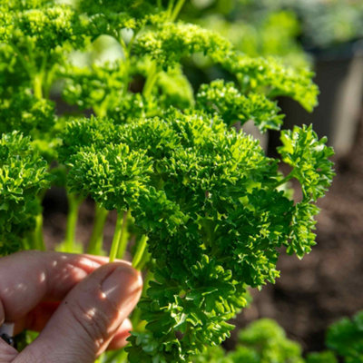 Marshalls Garden Parsley 'moss Curled' 6 X Plug PlantsTraditional Curled Culinary Herb from B&Q