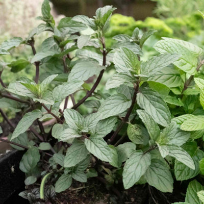 Marshalls Garden Mint 'tashkent'3 X Plug Perennial Mentha (Spearmint) from B&Q