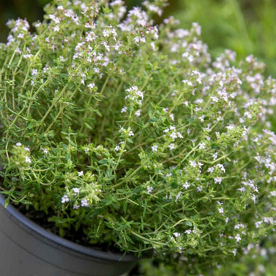 Marshalls Garden Common Thyme (Thymus Vulgaris)Hardy Perennial Groundcover 3 X Plug Plants from B&Q