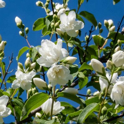 B&Q -  Philadelphus 'virginal'Fragrant White Double-Flowering Shrub (250-300 Cm) 3 X 9Cm