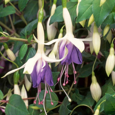 Marshalls Garden Fuchsia 'carmel Blue'Double Purple And Pink Blooms6 Plug Plants For Baskets And Pots from B&Q