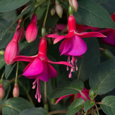Marshalls Garden Fuchsia 'display'Upright Red And White Flowering Plant6 Plug Plants from B&Q