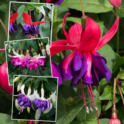Marshalls Garden Fuchsia 'giant-Flowered' Collection6 Plug PlantsBella Rosella Deep Purple Voodoo. from B&Q