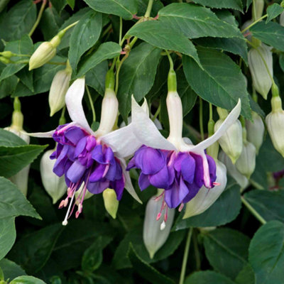 Marshalls Garden Fuchsia Southern Belles 'deep Purple'Extra-Large Double Flowers12 Plug Plants from B&Q