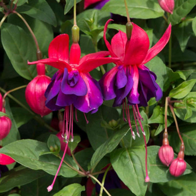 Marshalls Garden Fuchsia 'southern Belles Voodoo'Double Deep Purple & Red12 Plug Plants For Hanging Baskets And Containers from B&Q
