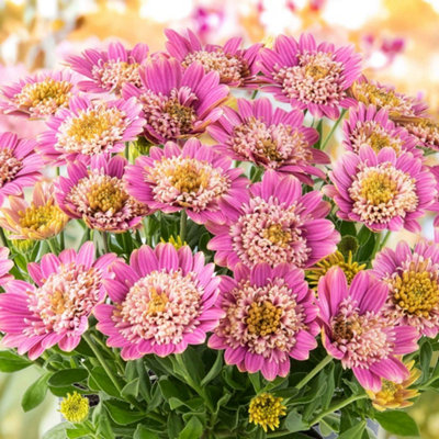 Marshalls Garden Osteospermum Dalina Double PinkSoft Pink Double Blooms12 Plug Plants from B&Q