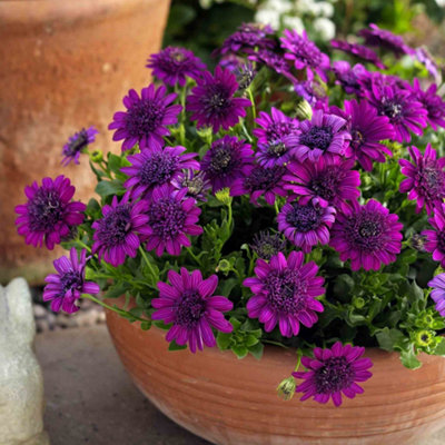 Marshalls Garden Osteospermum Dalina Double PurpleRich Ruffled Double BloomsLong-Flowering Perennial 6 Plug Plants from B&Q
