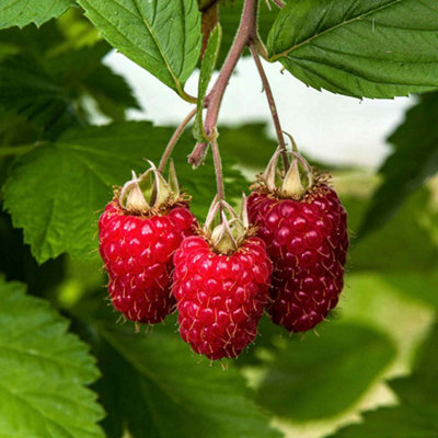 Marshalls Garden Raspberry Plant 'glen Carron'Pack Of 3 Hardy Variety For Patio And Garden Bare Root from B&Q