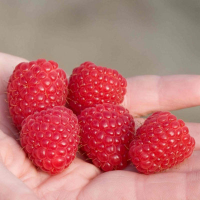 Marshalls Garden Raspberry 'imara'Early Autumn-Fruiting PrimocaneHigh-Yield Large Red Fruit 10 X Bare Root from B&Q