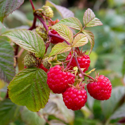Marshalls Garden Raspberry 'paris' Dual-PrimocaneHigh-Yield Hardy Variety 3 Bare Root from B&Q