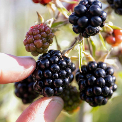 Marshalls Garden Loch Tay Thornless Blackberry PlantHigh Yield 3 X 2 Litre Plants from B&Q