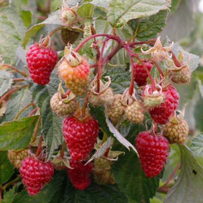 Marshalls Garden Thornless Raspberry Plant Autumn TreasureHardy High-Yield Variety 5 X Bare Root from B&Q