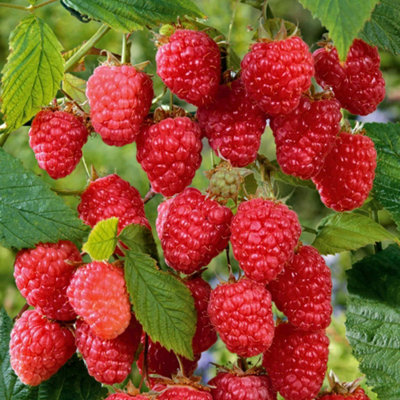 Marshalls Garden Raspberry Plant 'cascade Delight'Summer-FruitingHardyHigh YieldSuper-Sweet 10 X Bare Root from B&Q