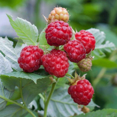 Marshalls Garden Raspberry Glen Ample High-Yield Spine-Free Midseason Variety 5 X Bare Root from B&Q