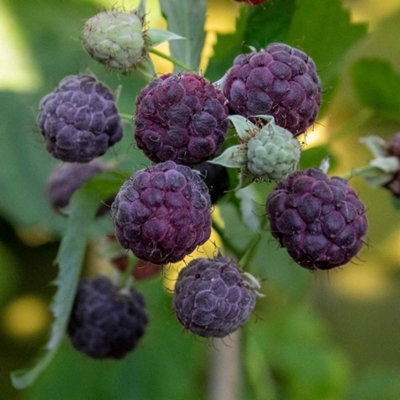 Marshalls Garden Thornless Raspberry Plant 'glen Coe' Rare Purple High-Yield For Pots 3 X 2 Litre Plants from B&Q