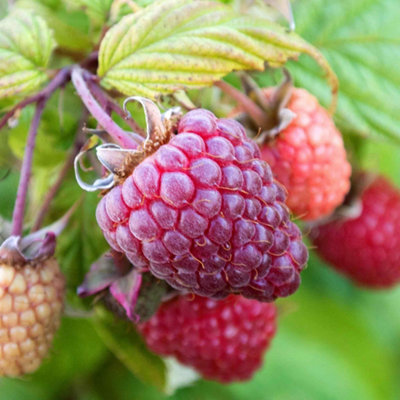 Marshalls Garden Raspberry 'polka'Late PrimocaneHigh-YieldingSelf-Fertile (Aug To Nov) Bare Root from B&Q