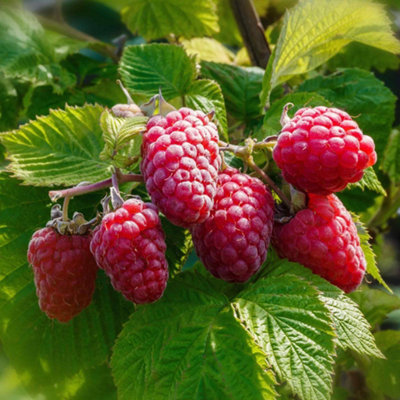 Marshalls Garden Raspberry Tulameen Plant Bare Root from B&Q
