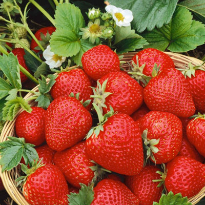 Marshalls Garden Strawberry Plant 'cambridge Favourite'Heritage June-BearingDisease Resistant30 X Bare Root from B&Q