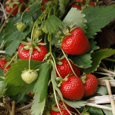 Marshalls Garden Strawberry Plant 'christine'Early Main June-Bearer Vigorous Perennial 10 X Bare Root from B&Q