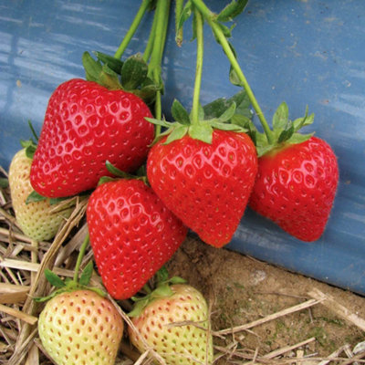 Marshalls Garden Malling Centenary Strawberry PlantEarlyAward-Shortlisted Premium Bare-Root 10 X Bare Root from B&Q