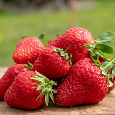 Marshalls Garden Strawberry Plant 'marshmello'Super-Sweet Mid-Season Variety With Disease Resistance 10 X Bare Root from B&Q