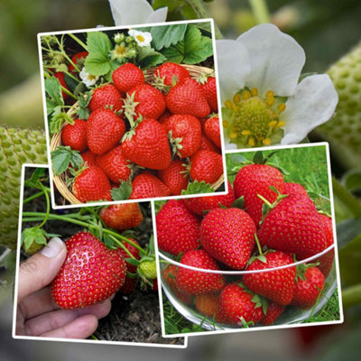Marshalls Garden Strawberry 'long Cropping' 3-Variety Collection (June To Autumn) 15 Bare Roots from B&Q
