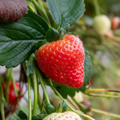 Marshalls Garden Strawberry Plant 'royal Sovereign'Heritage Main-Season Very Sweet Strawberries 10 X Bare Root from B&Q