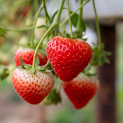 Marshalls Garden Strawberry 'sweetheart'EarlyDisease-Resistant Garden Plant 10 X Bare Root from B&Q