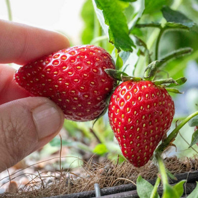 Marshalls Garden Strawberry Plant 'symphony' Late-SeasonHigh-YieldingContainer-Friendly 10 X Bare Root from B&Q