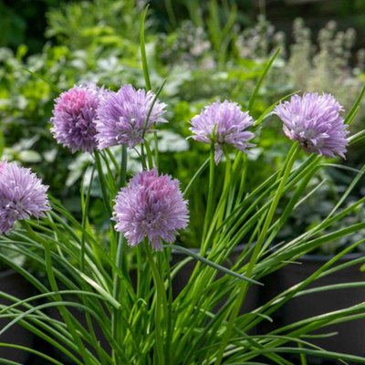 Marshalls Garden Chive Plant (Allium Schoenoprasum)Perennial Herb With Edible Purple Flowers And High Yield 3 X 9Cm from B&Q