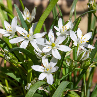 Marshalls Garden Garlic Chive Allium Tuberosum  Perennial 30 Cm 1 Litre from B&Q