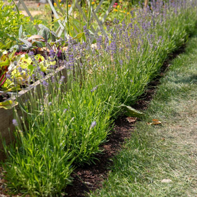 Marshalls Garden Lavender Munstead3 Plants Dwarf Perennial For Pots And Borders 3 X 9Cm from B&Q