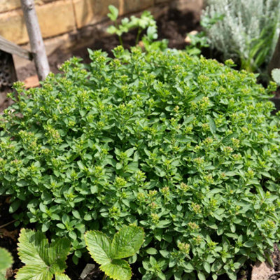 Marshalls Garden Marjoram (Origanum Majorana)Perennial Herb PlantCompactPollinator-Friendly 1 Litre Plant from B&Q