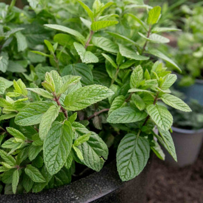 Marshalls Garden Garden Mint (Mentha) Perennial Herb PlantHardy Fragrant High-Yield 3 X 9Cm from B&Q
