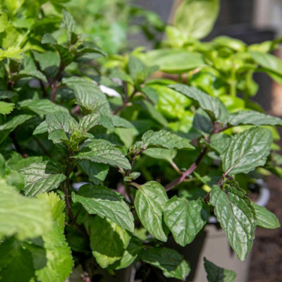 Marshalls Garden Mint Peppermint Perennial Herb 1 Litre Plant from B&Q