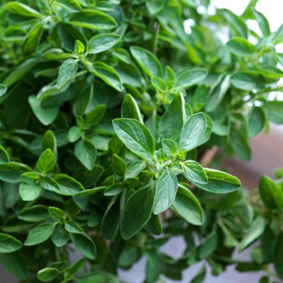 Marshalls Garden Oregano (Origanum Vulgare) 3 X 9Cm PlantsHardy PerennialFragrantPollinator-Friendly from B&Q