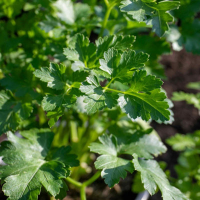 Marshalls Garden Italian Flat-Leaf Parsley Plant High Yield Low-Maintenance Culinary Herb from B&Q